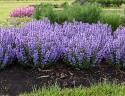 Cat's Pajamas Catmint, Catmint Plant, Nepeta
Proven Winners
Sycamore, IL