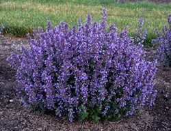 Cat’s Pajamas Catmint, Nepeta Faassenii
Proven Winners
Sycamore, IL