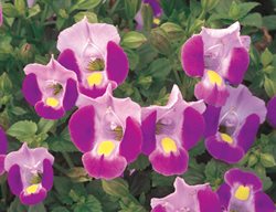 Catalina Pink, Shade Annual, Wishbone Flower, Torenia Fournieri
Proven Winners
Sycamore, IL