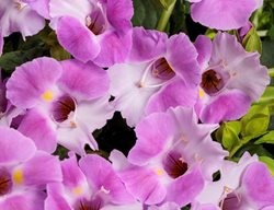 Catalina Pink Torenia, Torenia Hybrid
Proven Winners
Sycamore, IL