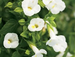 Catalina White Linen Torenia, Wishbone Flower
Proven Winners
Sycamore, IL