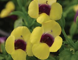Cataline Gilded Grape Torenia, Wishbone Flower
Proven Winners
Sycamore, IL