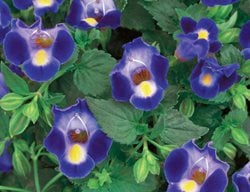 Catalinia Midnight Blue Torenia, Wishbone Flower, Torenia Hybrid
Proven Winners
Sycamore, IL