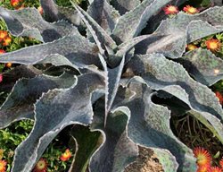 'catch A Wave' Mangave
Proven Winners
Sycamore, IL