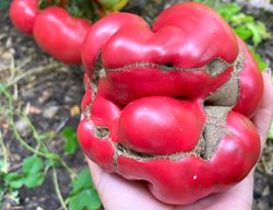 Catfaced Tomato, Deformed Tomato
Shutterstock.com
New York, NY