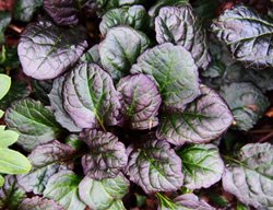 Catlin's Giant Bugleweed, Ajuga 
Shutterstock.com
New York, NY
