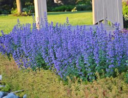 Catmint, Cat's Meow
Proven Winners
Sycamore, IL