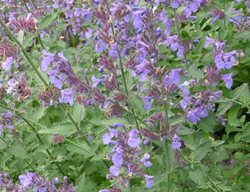 Catmint, Nepeta Racemose Walkers Low
Plant Paradise Country Gardens
Caledon, ON