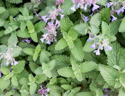 Catnip, Nepeta Cataria, Catnip Plant
Shutterstock.com
New York, NY