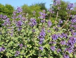 Catnip, Nepeta Cataria
Shutterstock.com
New York, NY