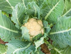 Cauliflower, Green Leaves, Growing Cauliflower
Shutterstock.com
New York, NY