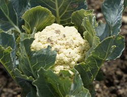 Cauliflower, White Vegetable
Pixabay
