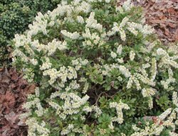 Cavatine Dwarf Lily Of The Valley Shrub, Pieris Japonica
Millette Photomedia

