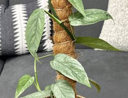 Cebu Blue Pothos, Epipremnum Pinnatum
Proven Winners
Sycamore, IL