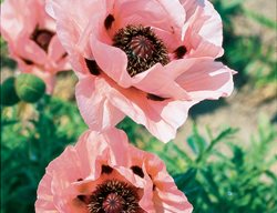 Cedar Hill 
Garden Design
Calimesa, CA