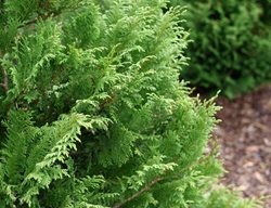 Cedar Rapids False Cypress, Chamaecyparis
Proven Winners
Sycamore, IL