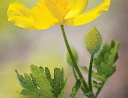 Celandine Poppy, Stylophorum Diphyllum
Garden Design
Calimesa, CA