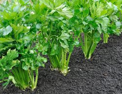 Celery, Growing Celery
Shutterstock.com
New York, NY