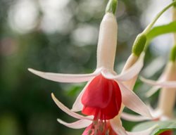 Celia Smedley Fuchsia, Hybrid Fuchsia
Shutterstock.com
New York, NY