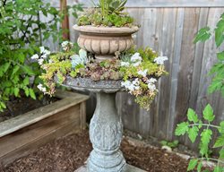 Cement Bird Bath Planter
Garden Design
Calimesa, CA
