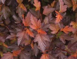 Center Glow Physocarpus, Mildew Resistant
Millette Photomedia
