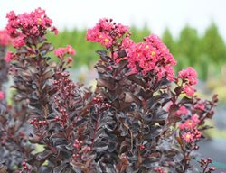 Center Stage Pink Crape Myrtle, Lagerstroemia Indica
Proven Winners
Sycamore, IL