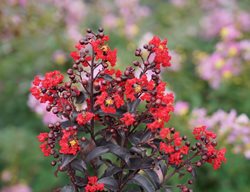 Center Stage Red Crape Myrtle, Lagerstroemia, Crape Myrtle Bush
Proven Winners
Sycamore, IL