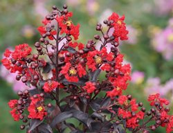 Center Stage Red Crape Myrtle, Lagerstroemia Indica
Proven Winners
Sycamore, IL