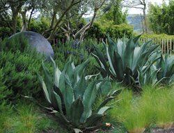 Centruy Plant, Agave Americana
Garden Design
Calimesa, CA