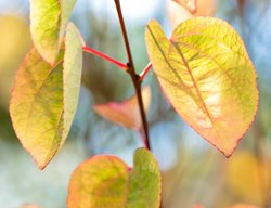 Cercidiphyllum Japonicum Heronswood Globe
Garden Design
Calimesa, CA