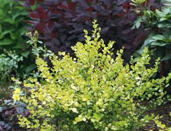 Cesky Gold Dwarf Birch, Betula, Dwarf Birck
Proven Winners
Sycamore, IL