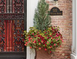 Chamaecyparis Summer Container
Proven Winners
Sycamore, IL