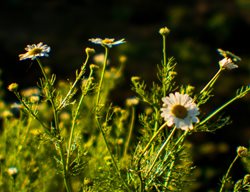 Chamomille Plant, Matricaria Recutita
Shutterstock.com
New York, NY
