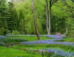 Chanticleer Camassia, Ribbon Planting
Chanticleer
Wayne, PA