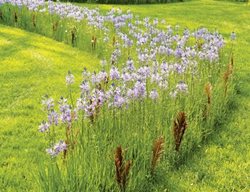 Chanticleer
Garden Design
Calimesa, CA