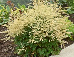 Chantilly Lace Astilbe, Goatsbeard, Aruncus Hybrid
Proven Winners
Sycamore, IL