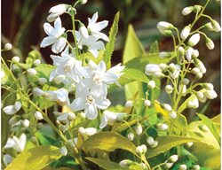Chardonnay Pearls Deutzia, Deutzia Gracilis
Proven Winners
Sycamore, IL