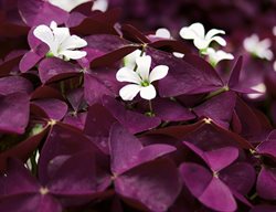 Charmed Wine Oxalis, Purple Shamrock
Proven Winners
Sycamore, IL