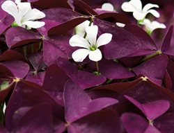 Charmed Wine, Shamrock, Oxalis, Hybrid
Proven Winners
Sycamore, IL