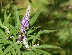 Chaste Tree, Vitex Agnus-Castus
Shutterstock.com
New York, NY