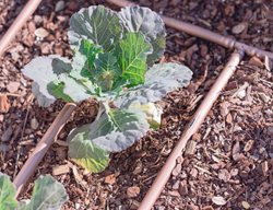 Check Irrigation In Your Vegetable Garden
Garden Design
Calimesa, CA