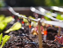 Check Irrigation Systems
Garden Design
Calimesa, CA