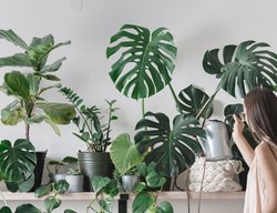 Check On Houseplants
Garden Design
Calimesa, CA