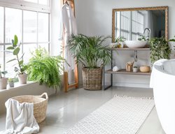 Check Up On Houseplants
Garden Design
Calimesa, CA