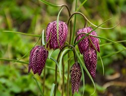 Checkered Lily Fritillaria, Fritillaria Meleagris
Shutterstock.com
New York, NY