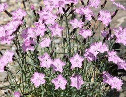 Cheddar Pink, Bath’s Pink
Alamy Stock Photo
Brooklyn, NY