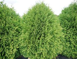 Cheer Drops Arborvitae, Thuja
Proven Winners
Sycamore, IL
