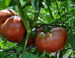 Cherokee Purple Tomato, Tomatoes On Vine, Growing Tomatoes
Millette Photomedia

