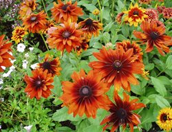 Cherokee Sunset, Black Eyed Susan
All-America Selections
Downers Grove, IL