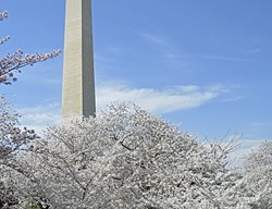 Cherry Blossoms With Washington Monument In Background
Garden Design
Calimesa, CA